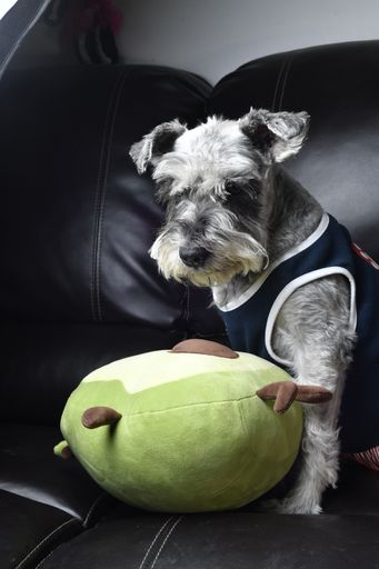A vertical shot of a cute domestic Miniature Schnauzer with a pillow toy sitting on a sofa