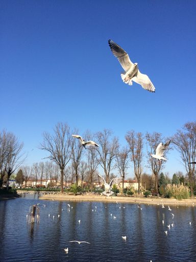 A vertical shot of sea birds flying over the water