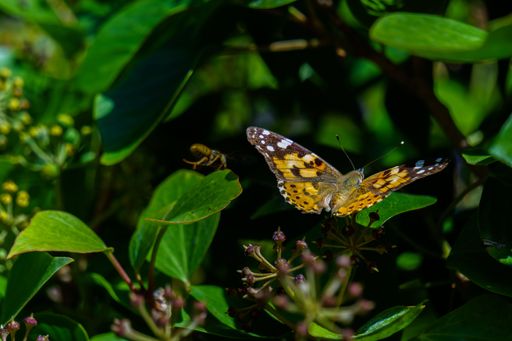 close-up of a thistle butterfly, Vanessa cardui, perched on a green leafy plant with an out of focus background