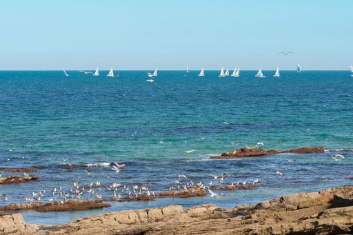 A beautiful shot of sailboats floating on the water and seabirds sitting on the rocks at the beach