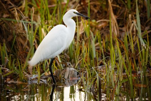 A white stork near a swamp with a lot of grass during daytime