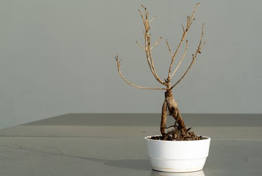 A decorative small tree in a white pot