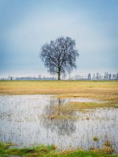 A vertical shot of a lonely tree reflected in a pond