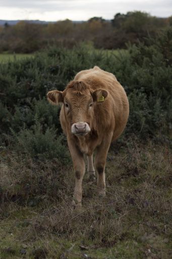 A vertical shot of a brown cow near green plants during daytime