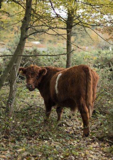 A vertical shot of a brown calf near green plants and trees during daytime
