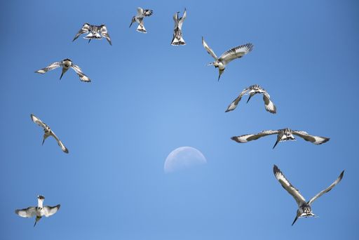 A pied kingfisher was flapping its wings like crazy. It rose above the moon just to eventually dive into the lake below.