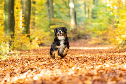 An adorable Bernese mountain dog running in a park on orange autumn leaves
