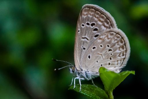 A closeup shot of a butterfly with beautiful textures on a green plant with a blurred background