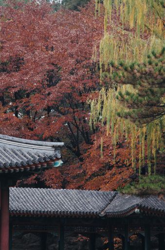 A vertical shot of red and yellow trees surrounding a Chinese temple in the fall