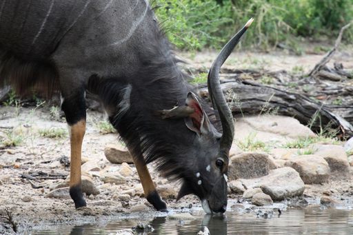 A closeup shot of a lowland nyala drinking water at a waterhole - Tragelaphus angasii