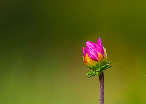 A closeup shot of a red dahlia bud on a blurred background