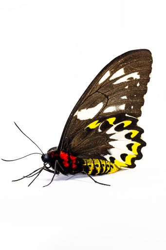 A vertical shot of a Poseidon butterfly isolated on a white background.