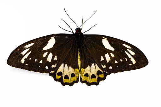 A Poseidon butterfly isolated on a white background.