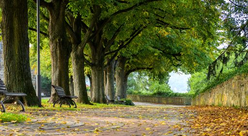 A beautiful cobblestone path with autumn leaves under lush green trees with benches
