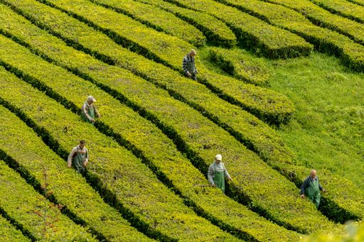 View on tea plantation rows at tea factory Cha Gorreana with green trees and blue sky background. The oldest, and only, tea plantation in Europe