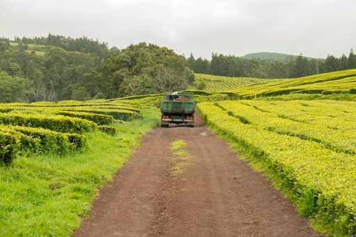 View on tea plantation rows at tea factory Cha Gorreana with green trees and blue sky background. The oldest, and only, tea plantation in Europe