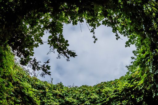 A low angle closeup shot of a natural frame with summer free foliage and a cloudy sky