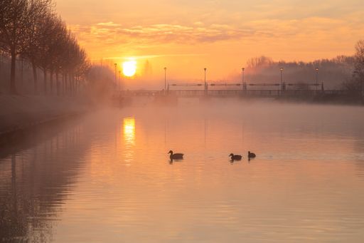 The ducks swimming in the lake at sunset