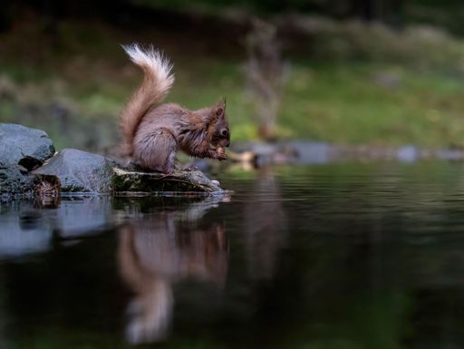 A cute squirrel sitting on a stone by a lake and eating a nut