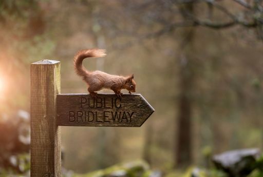 A red squirrel sitting on a wooden direction sign saying Public Bridleway
