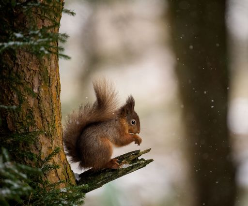 A closeup of a cute red squirrel sitting on a tree during the daytime