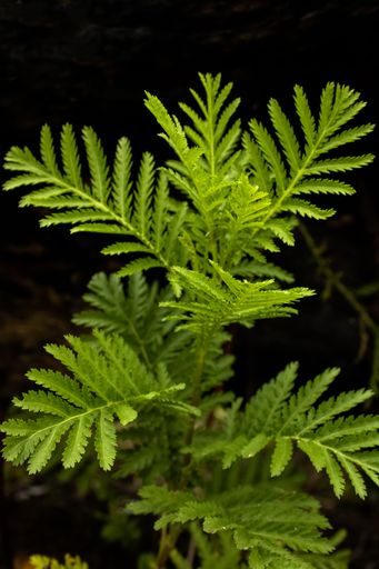 A vertical shot of Spinulose woodfern growth on black background