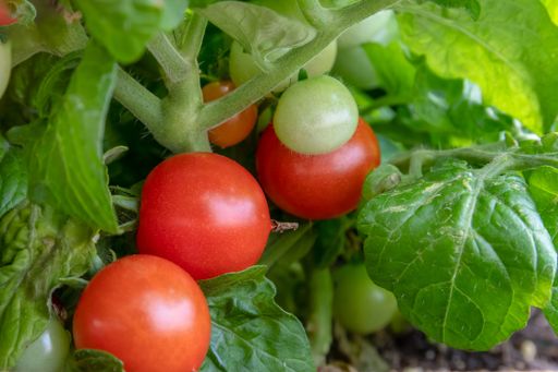 A closeup of dwarf Red Robin tomatoes