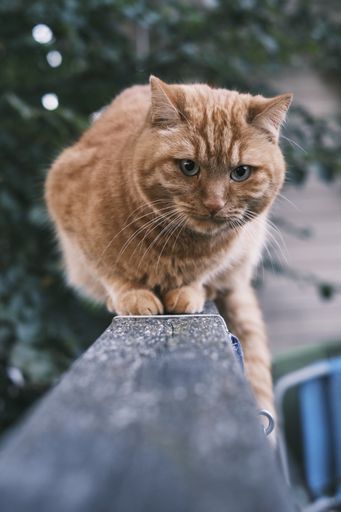 A vertical shot of a brown cute cat laying on handrail of bridge