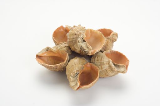 A closeup of seashells arranged as a star, isolated on white background