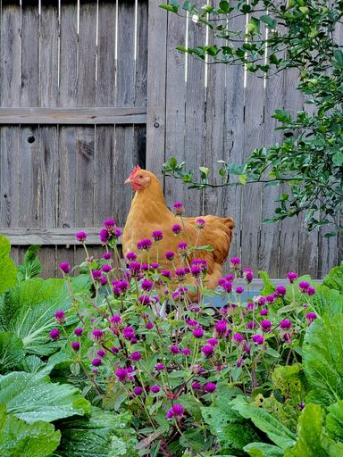 A vertical shot of a Buff Orpington chicken in a garden with flowers during the daytime