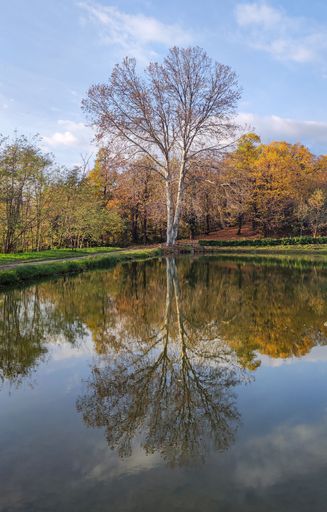 A vertical shot of a tree reflected on a small lake on a sunny day