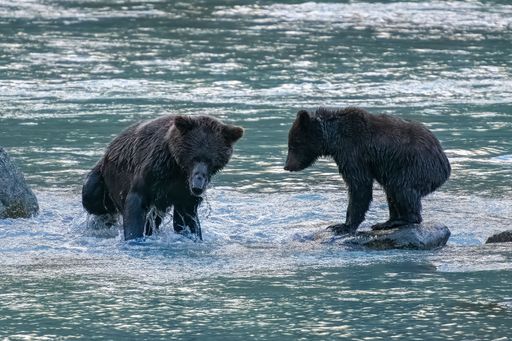 Grizzlys in the river in Alaska, a female bear with cub