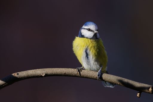 A closeup shot of the blue tit perched on the tree branch