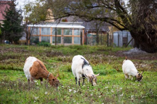 A closeup of three goats grazing at a farm in a village