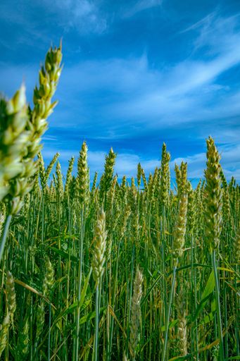 A vertical shot of wheat crop growing in the field under blue sky on a sunny day