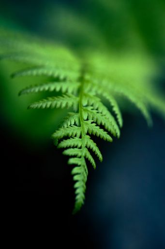 A shallow focus shot of a green fern leaf with blur background
