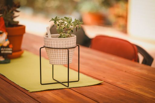A selective focus shot of green plant in a pot on wooden table