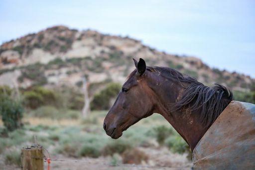 A selective focus shot of brown horse in farmland