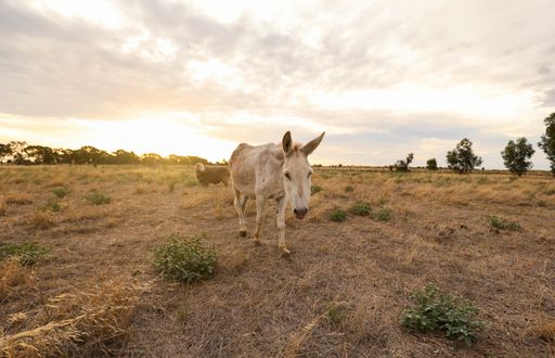 A white donkey in a dry field at sunset