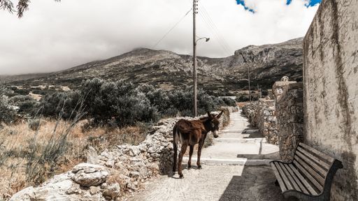 A donkey walking next to a wooden bench in a narrow street under the cloudy sky