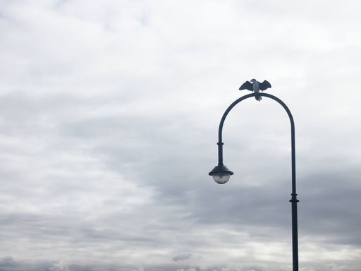 A seagull bird perched on a curved lamp post against a cloudy gloomy sky