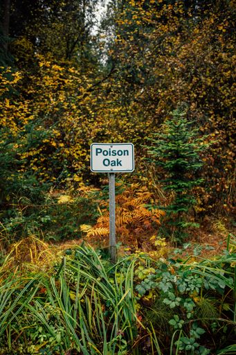 Poison Oak warning sign in public park, wooded area in Seattle, Washington