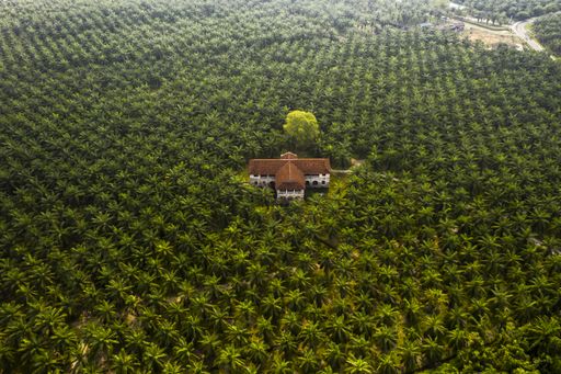 Drone  shot of a palm tree plantation in Malaysia
