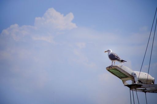 Picture of Beautiful Seagull Perched on a Street Lamp a Harbor Light Pole With Clear Blue Sky Background. Freedom Concept