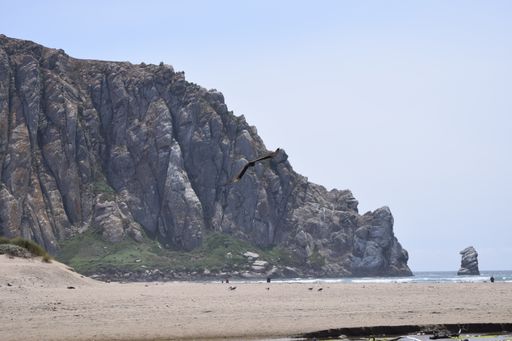 A landscape view of a flying bird with a background of rock formations on the beach