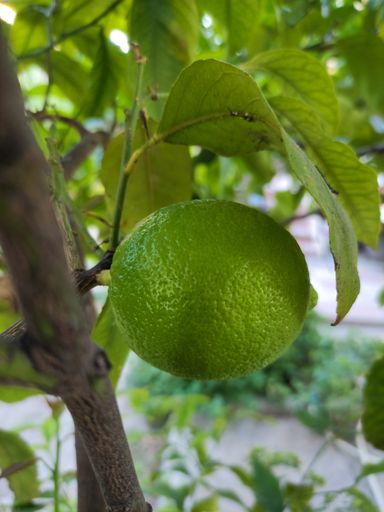 A vertical closeup shot of fresh green lime on a tree