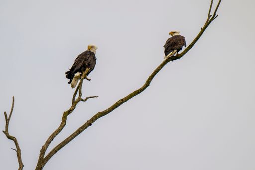Two majestic bald eagles perched on a dead tree limb against a clear sky