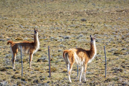 The Wild guanacos in protected area of Los Glaciares National Park, in El Chalten, Argentina