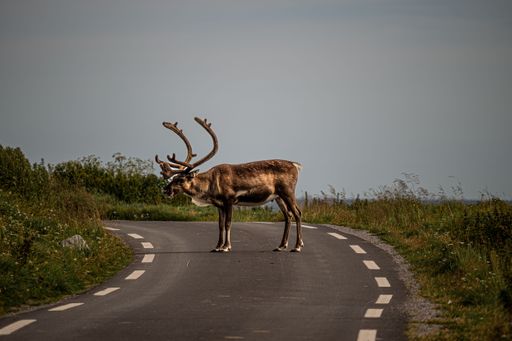 A reindeer in the middle of a road surrounded by grass
