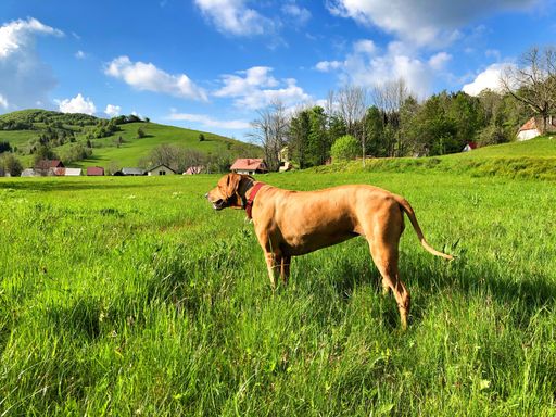 A Rhodesian Ridgeback dog in a village fresh overgrown lawn